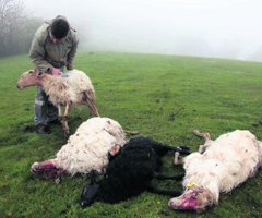 Los ganaderos de Karrantza reclaman más control para atajar nuevos ataques de lobos